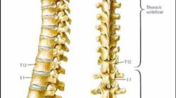 Thoracic-spine1