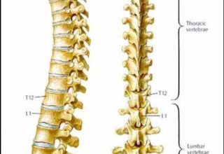 Thoracic Spine Pain