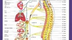 autonomic