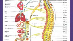 autonomic