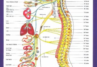 Chiropractic and Chiropractors – All you need to know